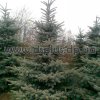 picea-extra (4)